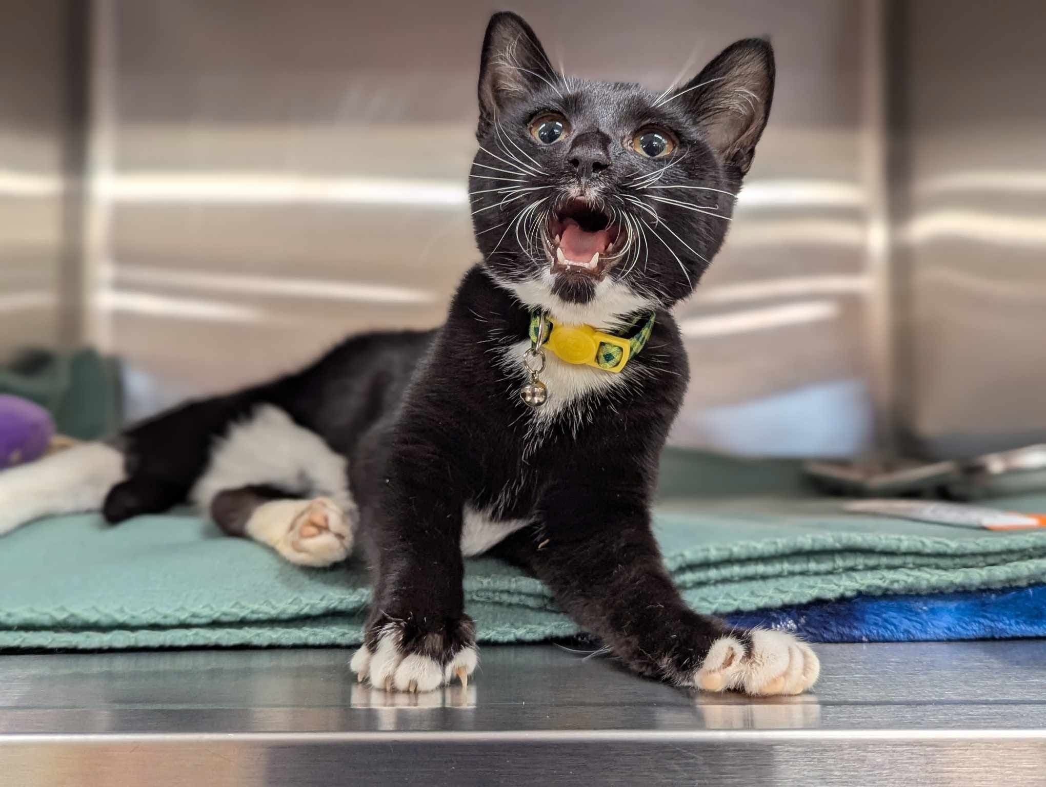 The Cats at Longstreet