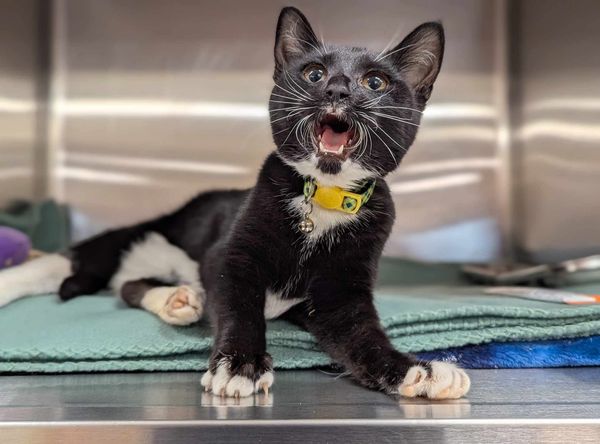 The Cats at Longstreet