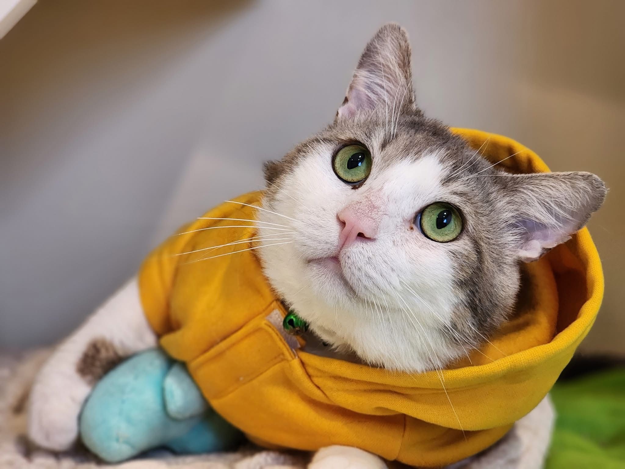 The Cats at Longstreet