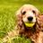 Dog World Rescue