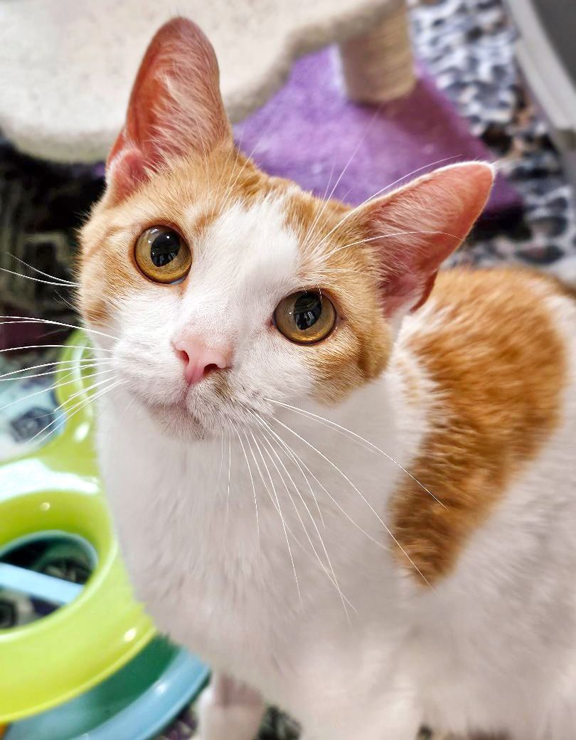 Homeless Animals Rescue Team