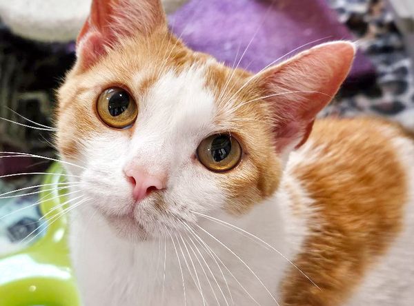 Homeless Animals Rescue Team