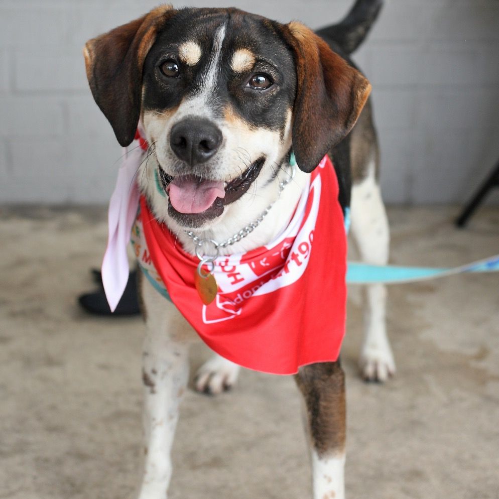 Homeless Animals Rescue Team