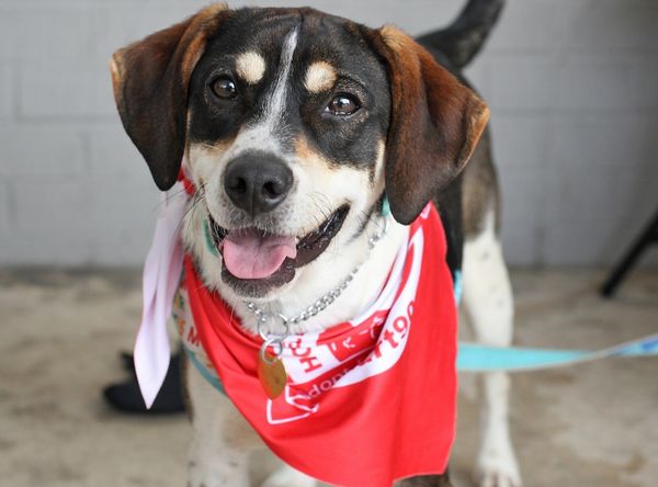 Homeless Animals Rescue Team