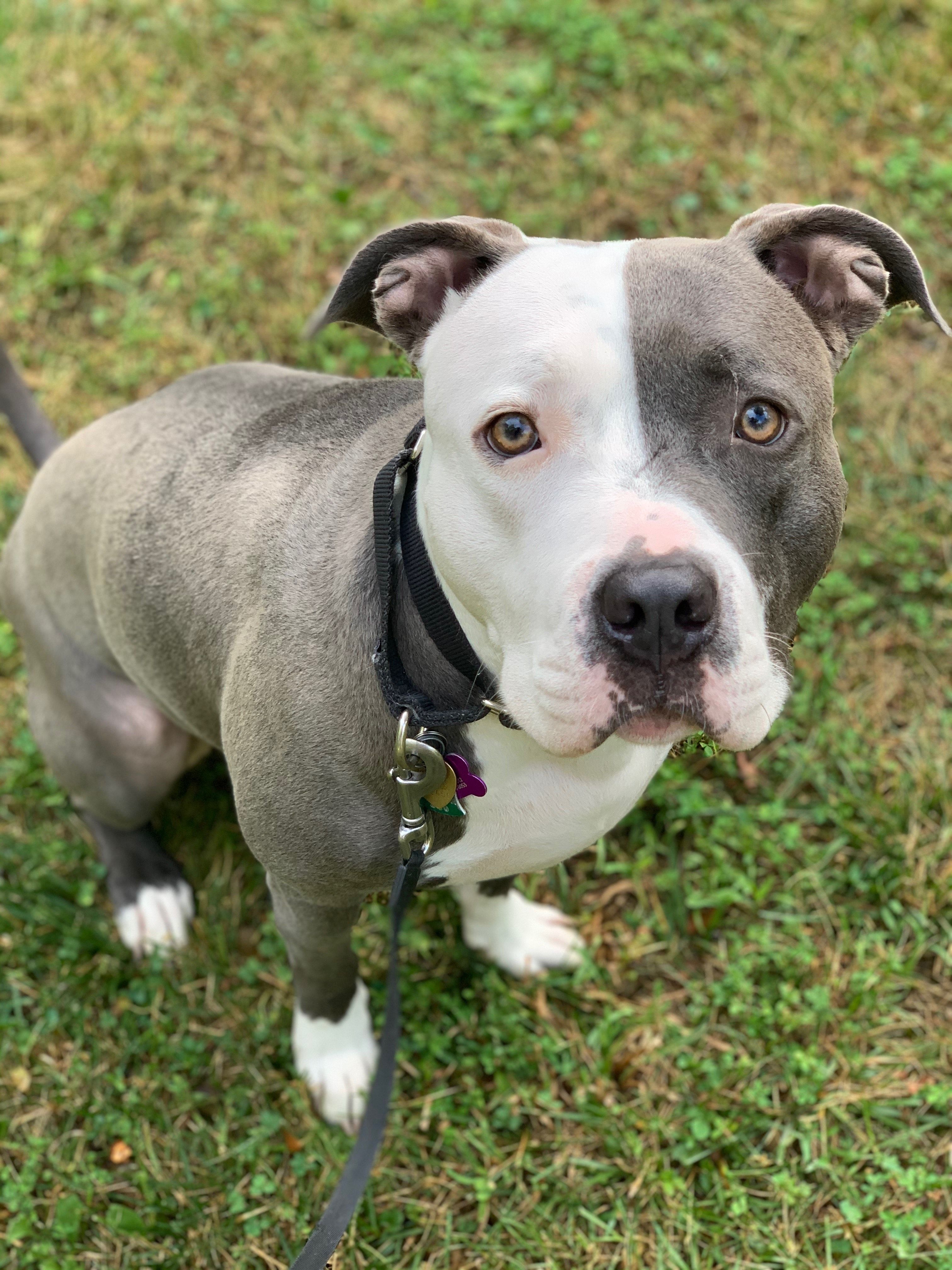 Homeless Animals Rescue Team