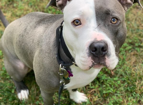 Homeless Animals Rescue Team