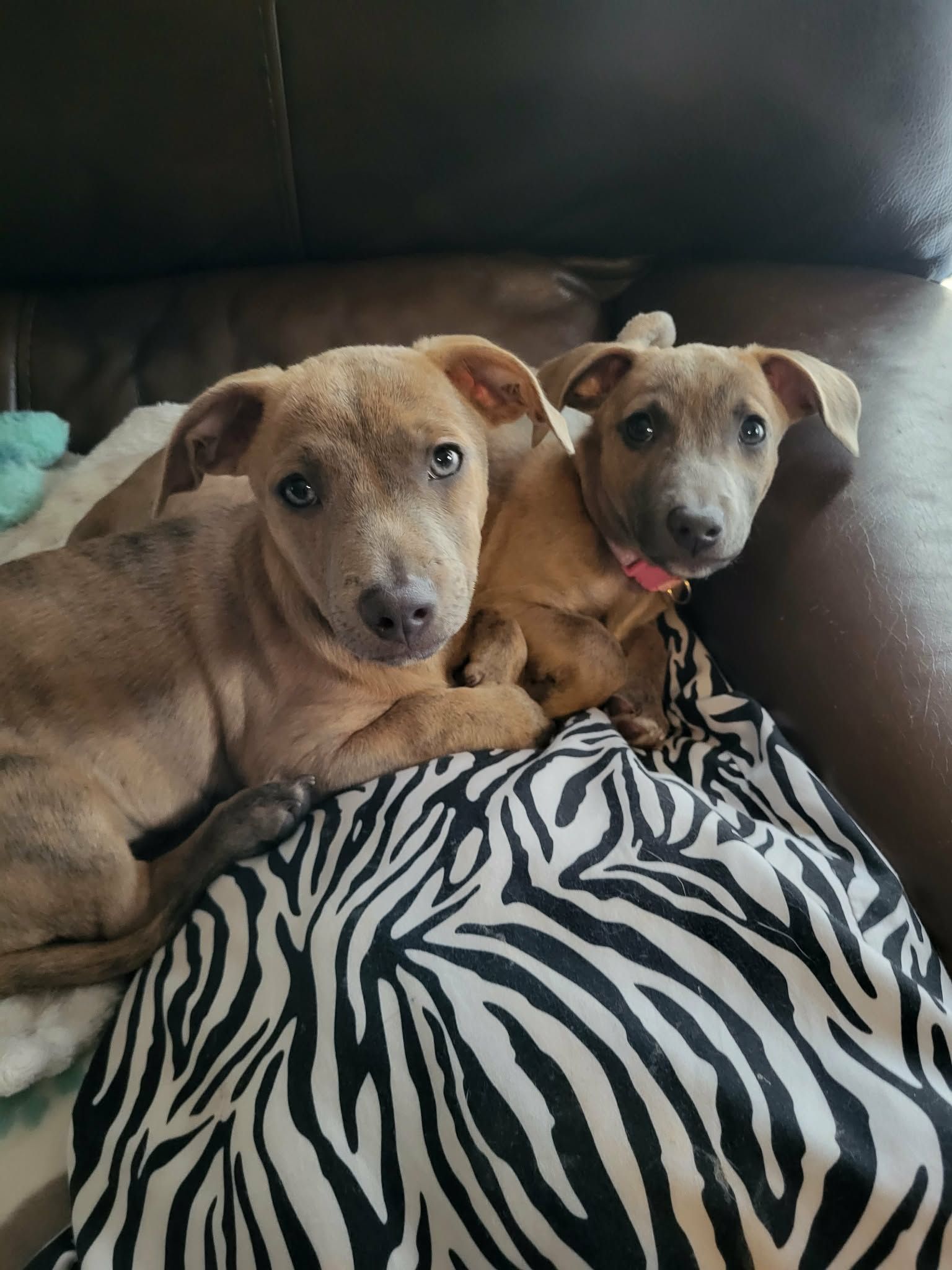 Humane Society of Calvert County