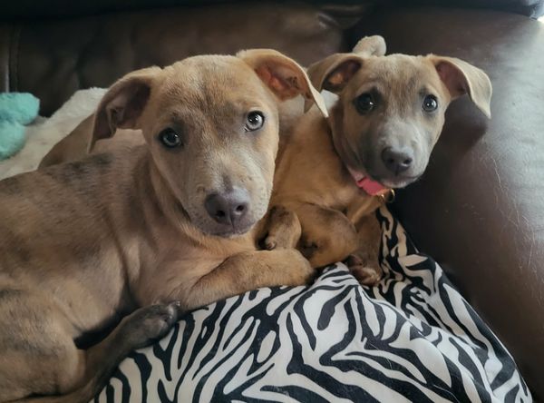 Humane Society of Calvert County