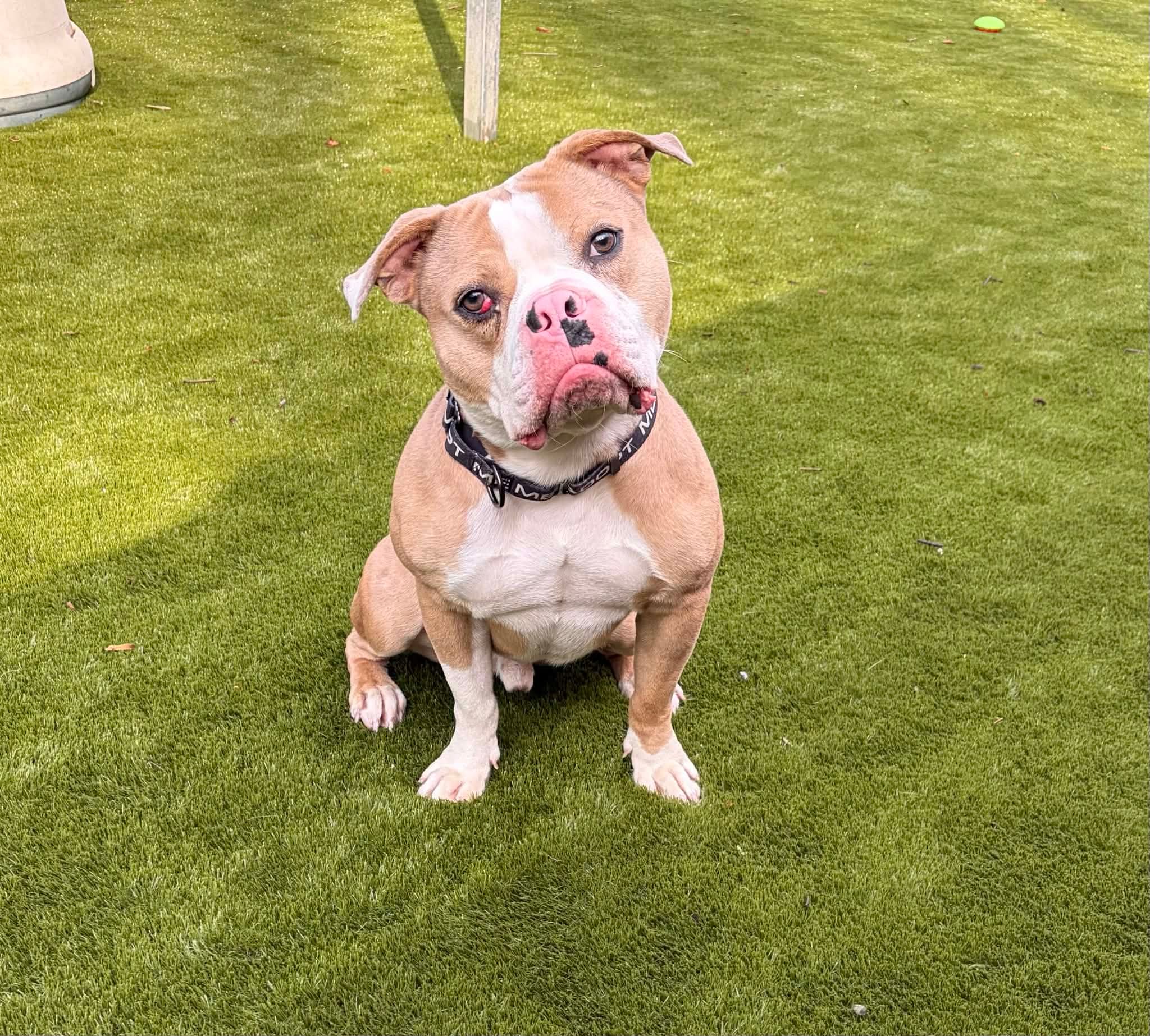 Humane Society of Calvert County