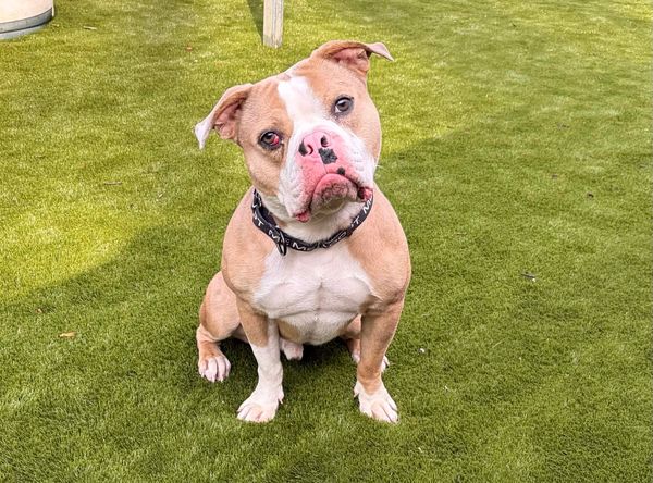 Humane Society of Calvert County