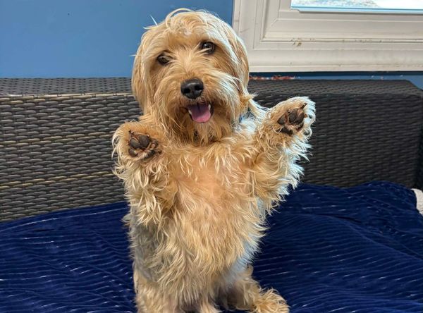 Humane Society of Calvert County