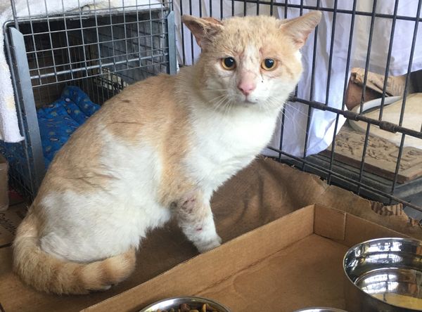 CATS RULE! Feline Rescue