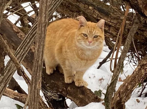 CATS RULE! Feline Rescue