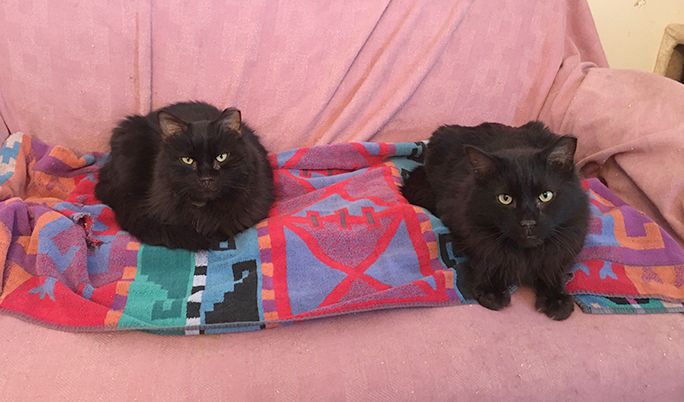 CATS RULE! Feline Rescue