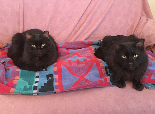 CATS RULE! Feline Rescue