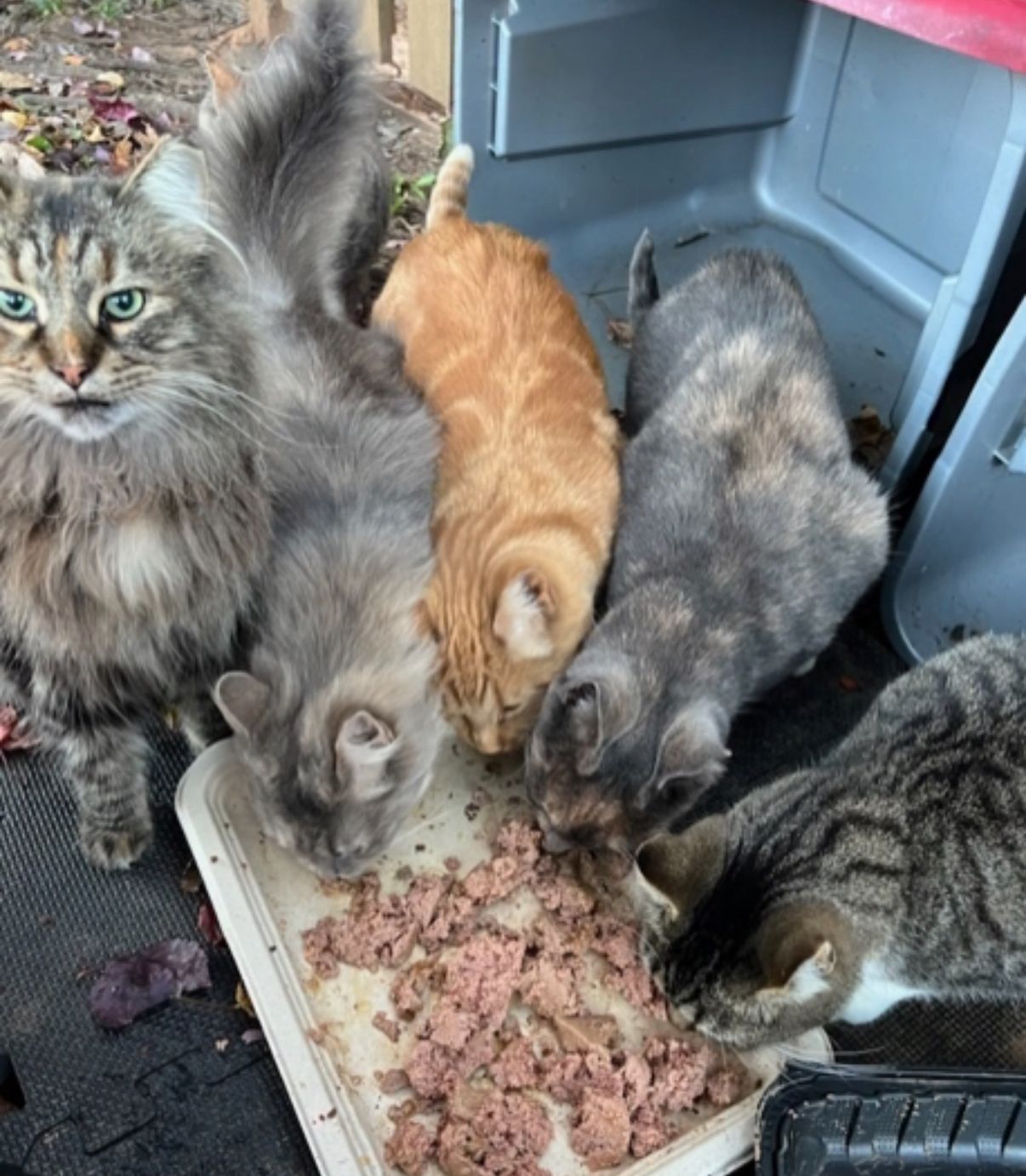 Hope for Homeless Cats, Inc.