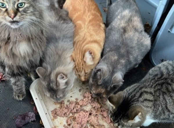 Hope for Homeless Cats, Inc.