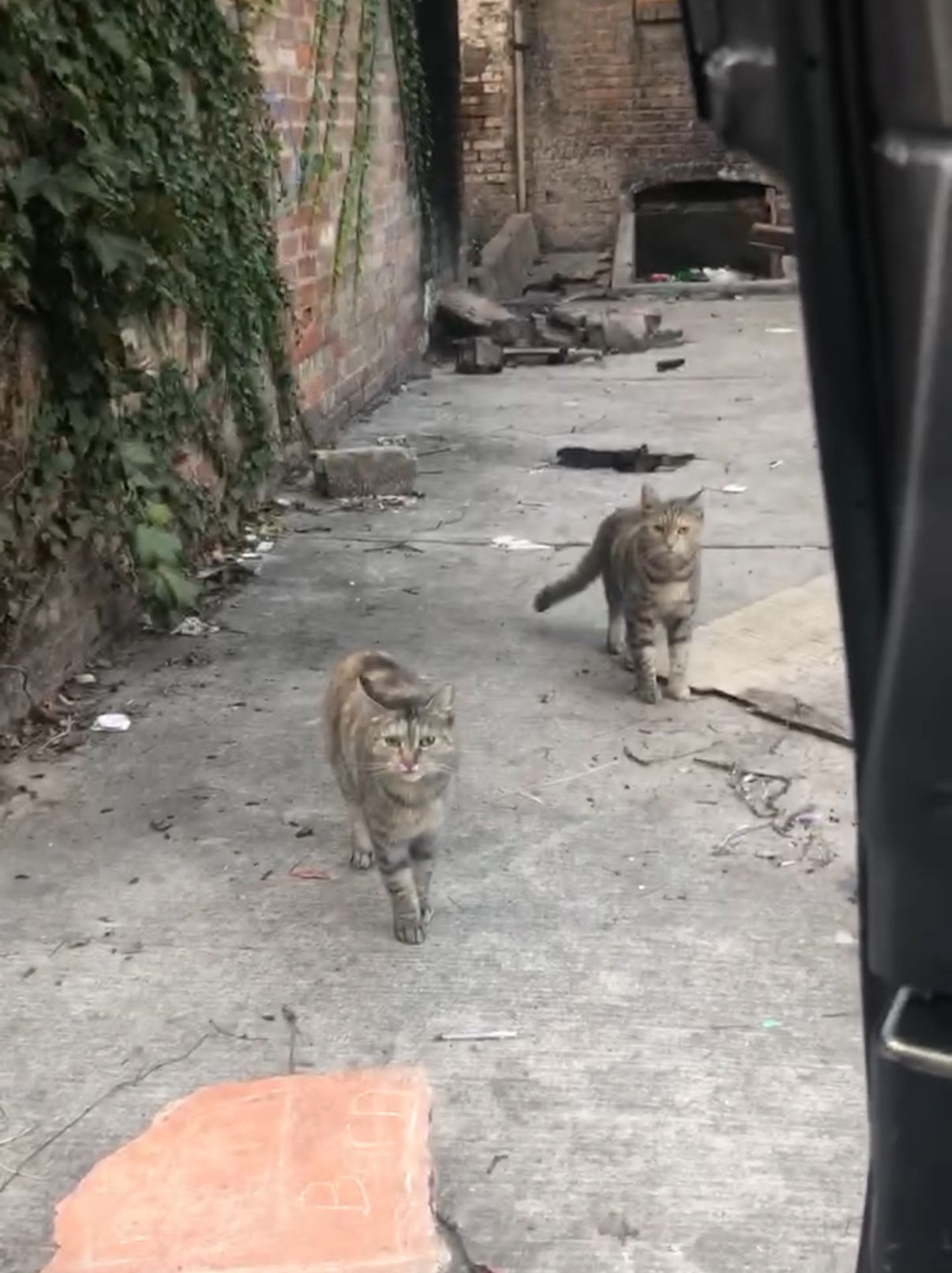 Hope for Homeless Cats, Inc.