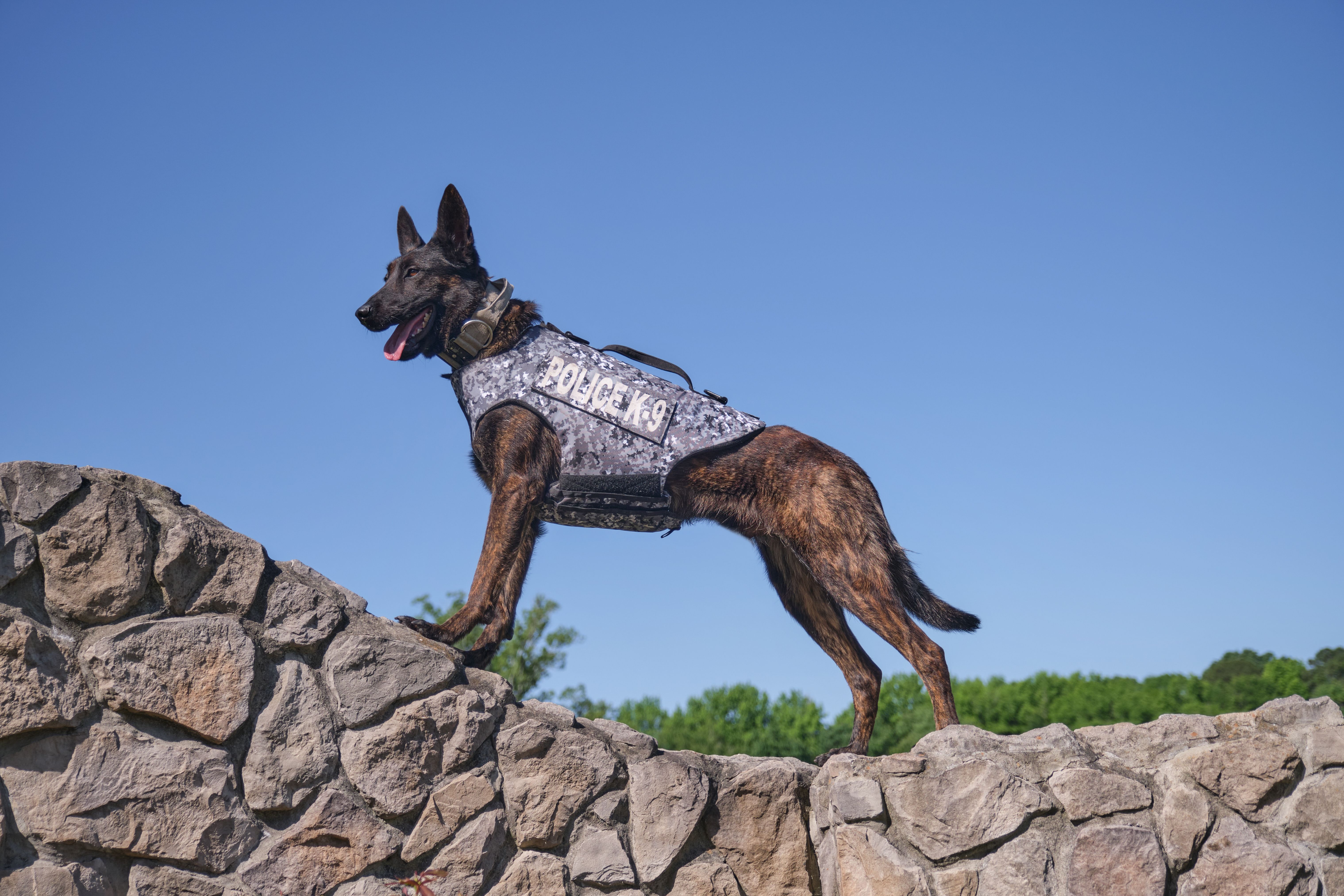 Vested Interest in K9s Inc