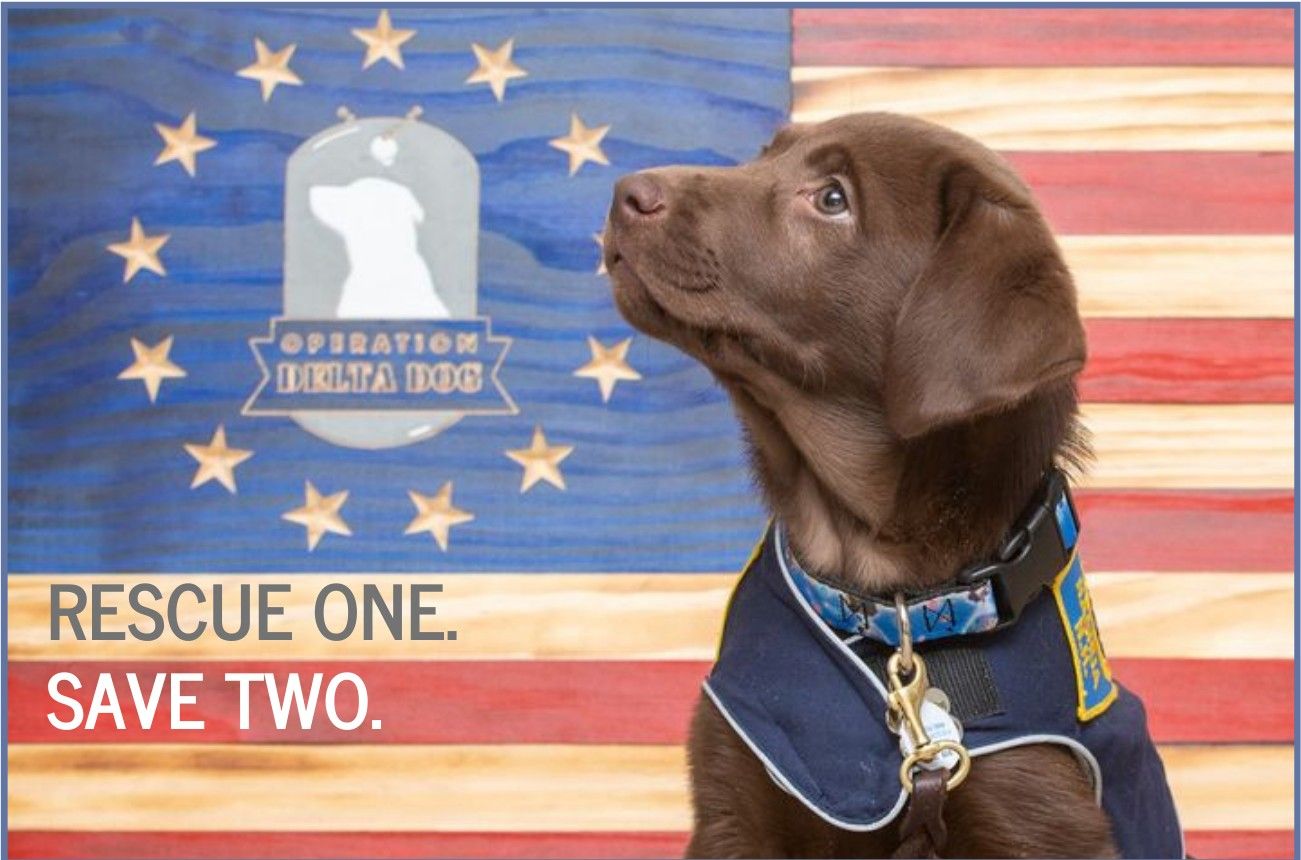 Operation Delta Dog