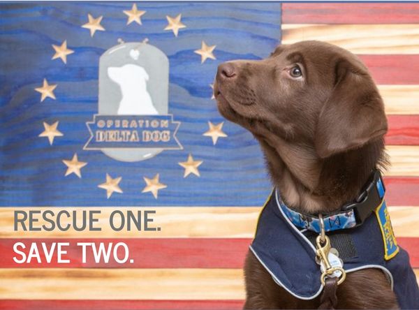Operation Delta Dog