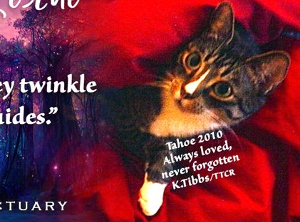 Twisted Tails Cat Rescue