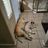 Valley Of The Sun Dog Rescue