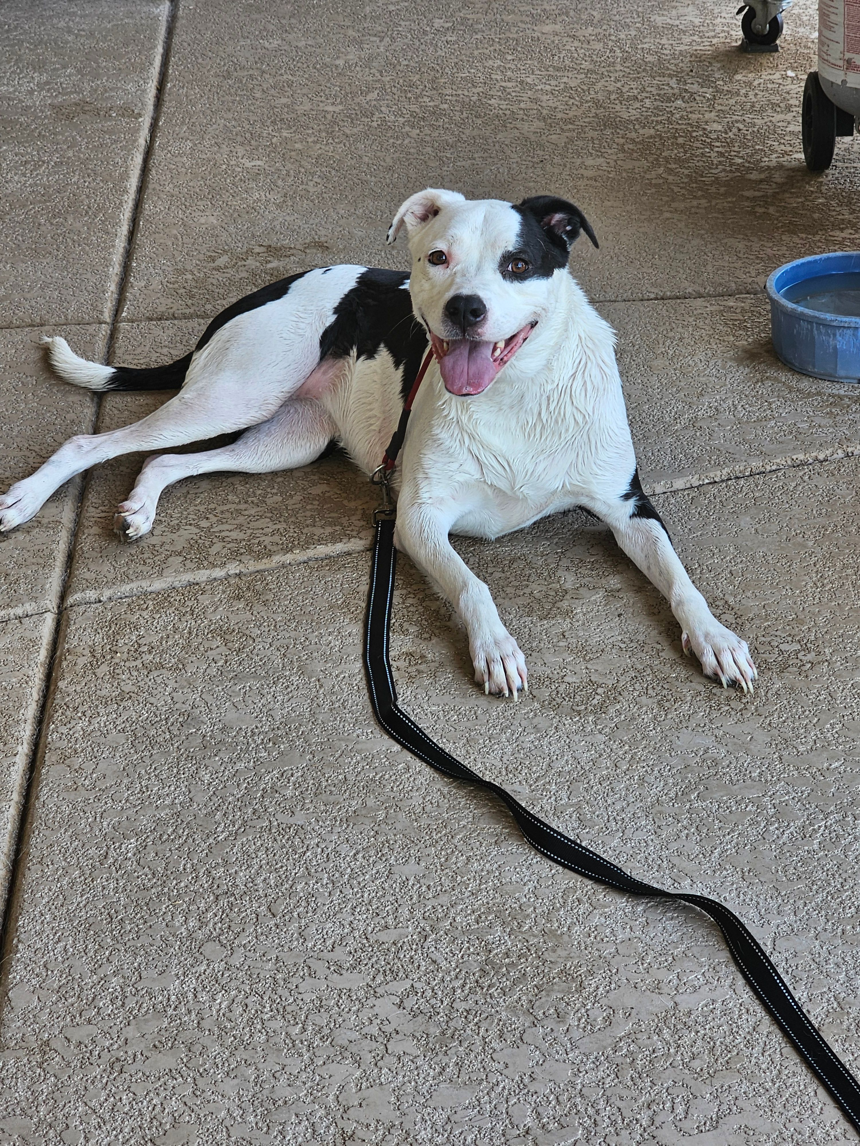 Valley Of The Sun Dog Rescue