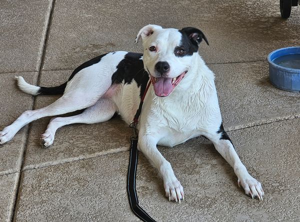 Valley Of The Sun Dog Rescue