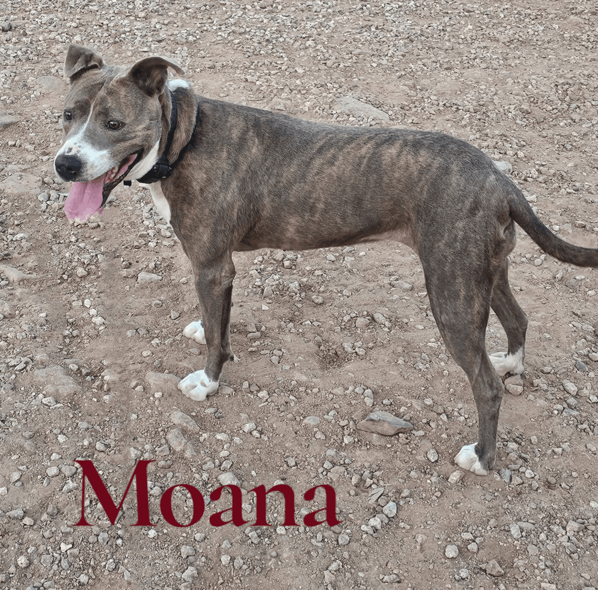 Valley Of The Sun Dog Rescue