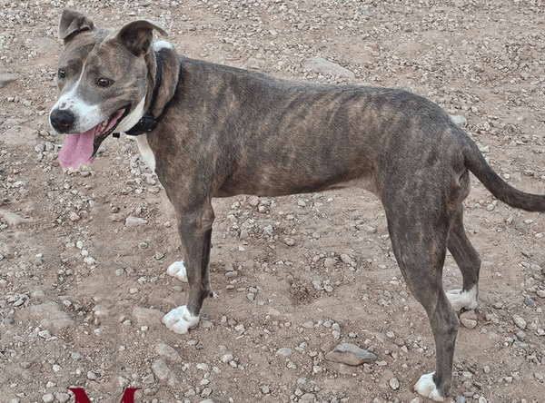 Valley Of The Sun Dog Rescue