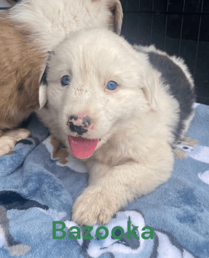 Valley Of The Sun Dog Rescue