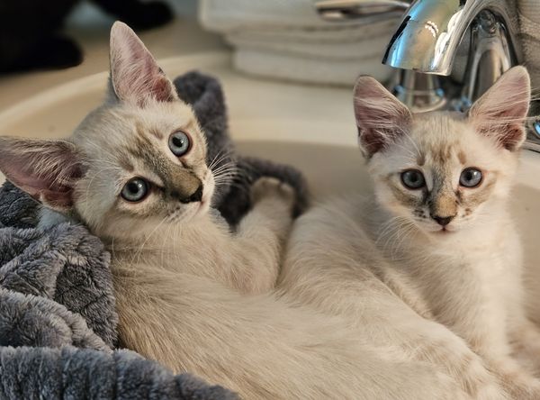 Kitty Kat Rescue Inc