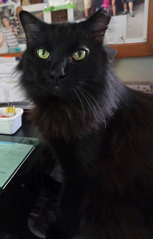 Kitty Kat Rescue Inc