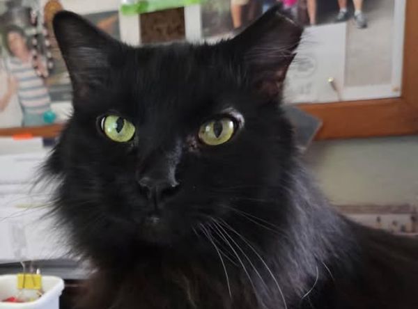 Kitty Kat Rescue Inc