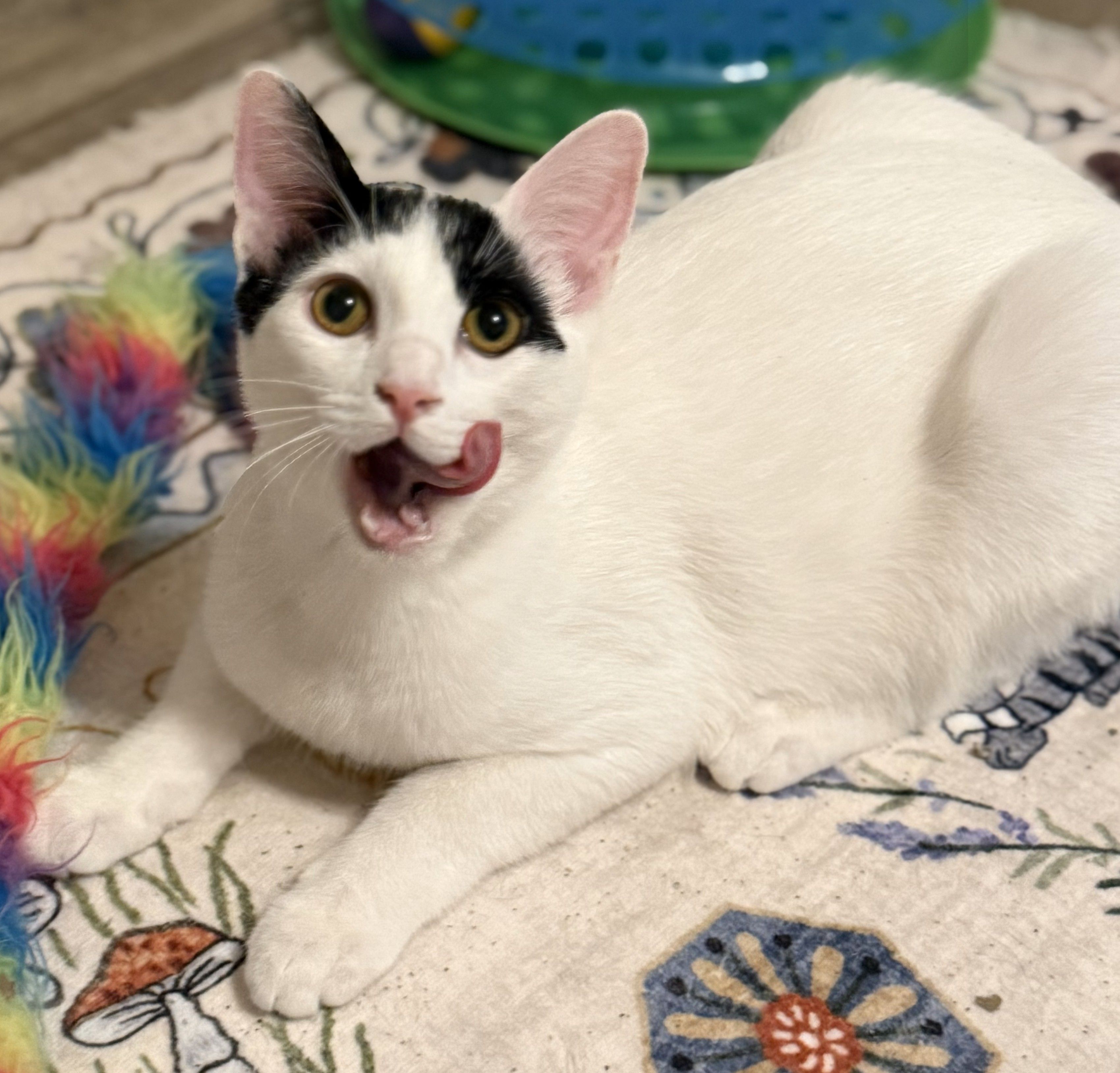 Kitty Kat Rescue Inc