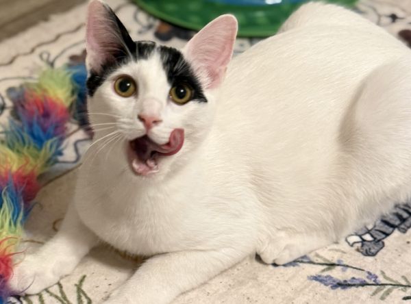 Kitty Kat Rescue Inc