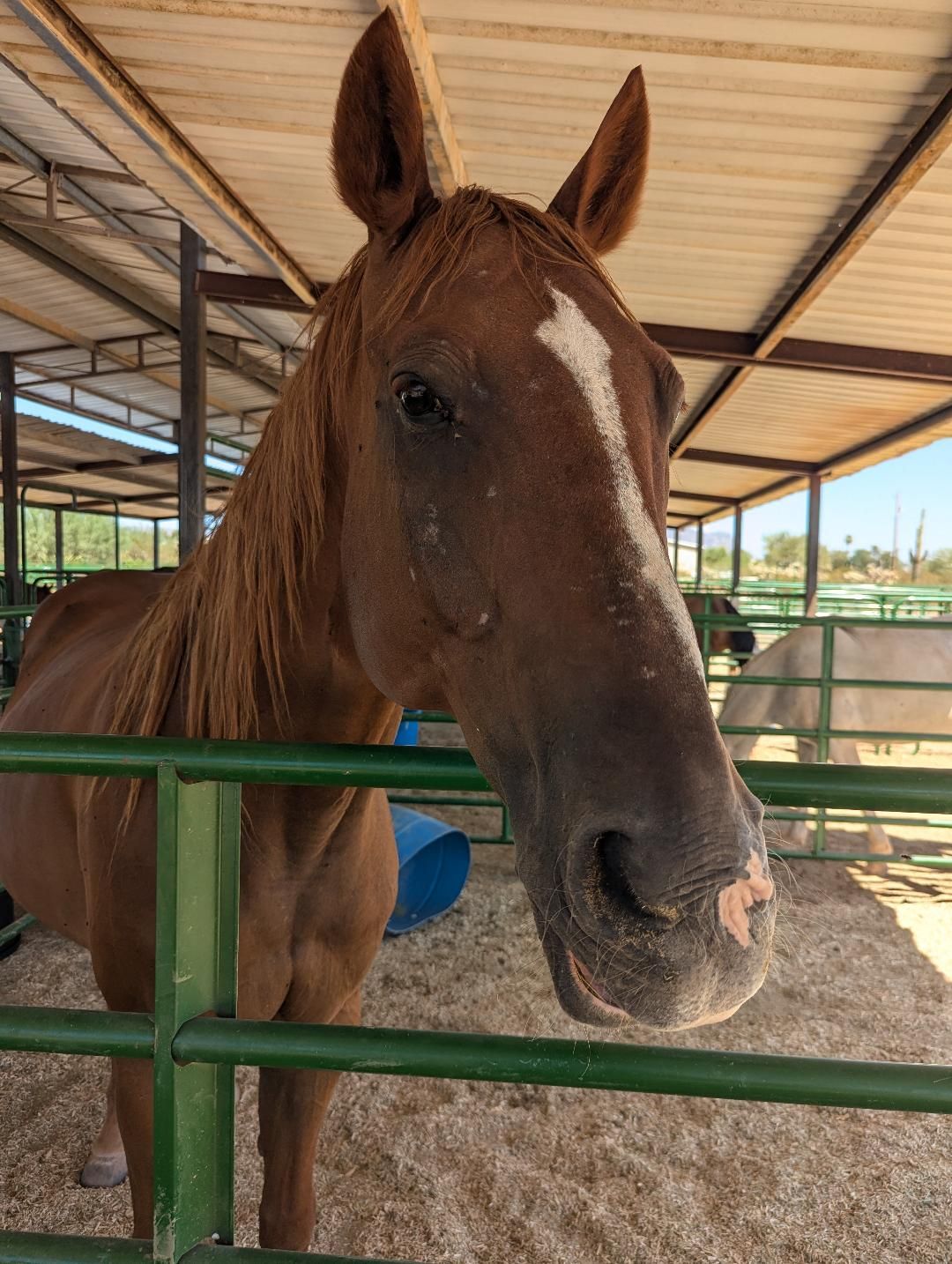 Good Shepherd Horse Rescue