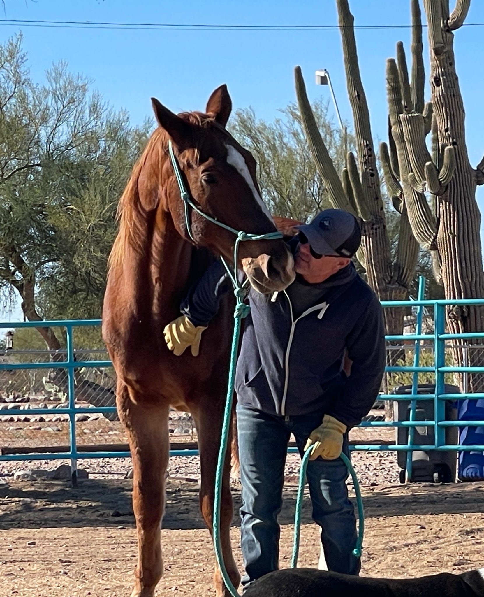 Good Shepherd Horse Rescue