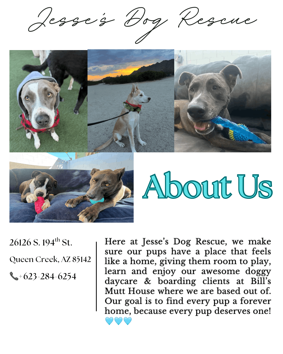 Jesse’s Dog Rescue