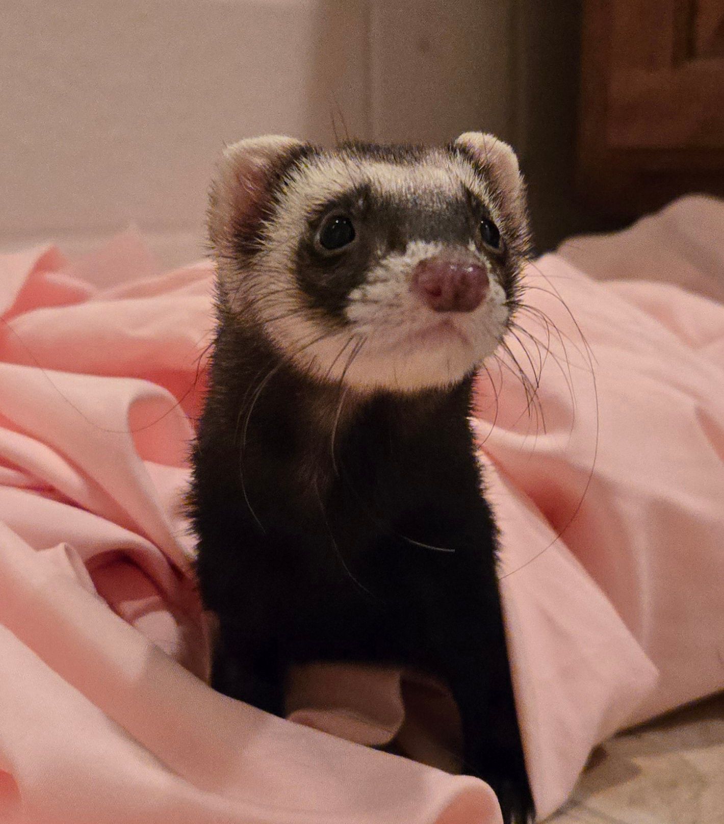 Washington Adoption Center for Retired Research Animals