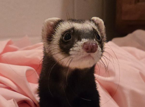 Washington Adoption Center for Retired Research Animals