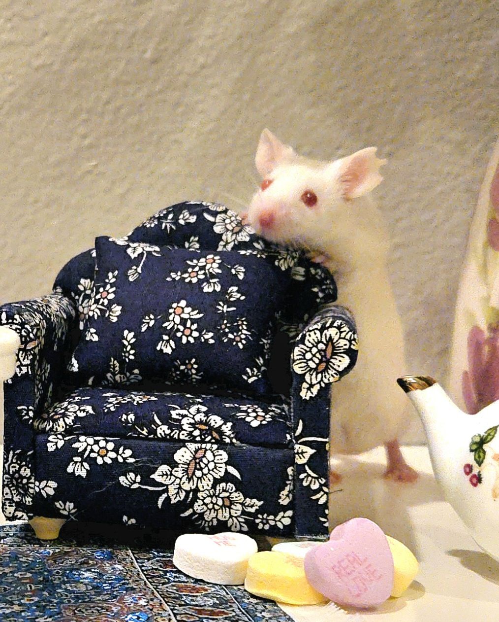 Washington Adoption Center for Retired Research Animals