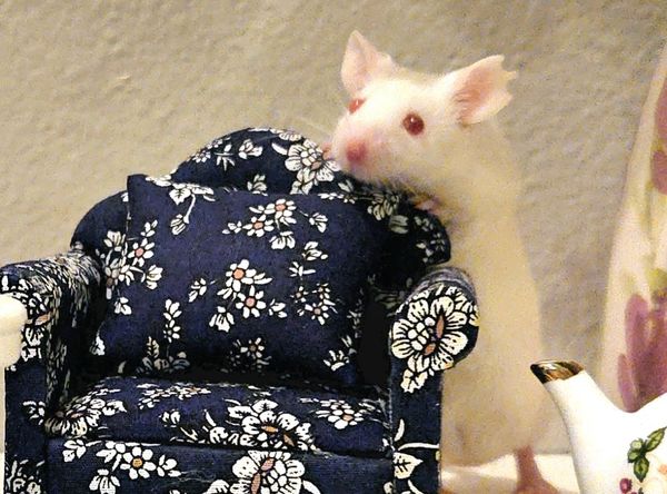 Washington Adoption Center for Retired Research Animals