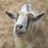 The Old Goats Home & Rescue