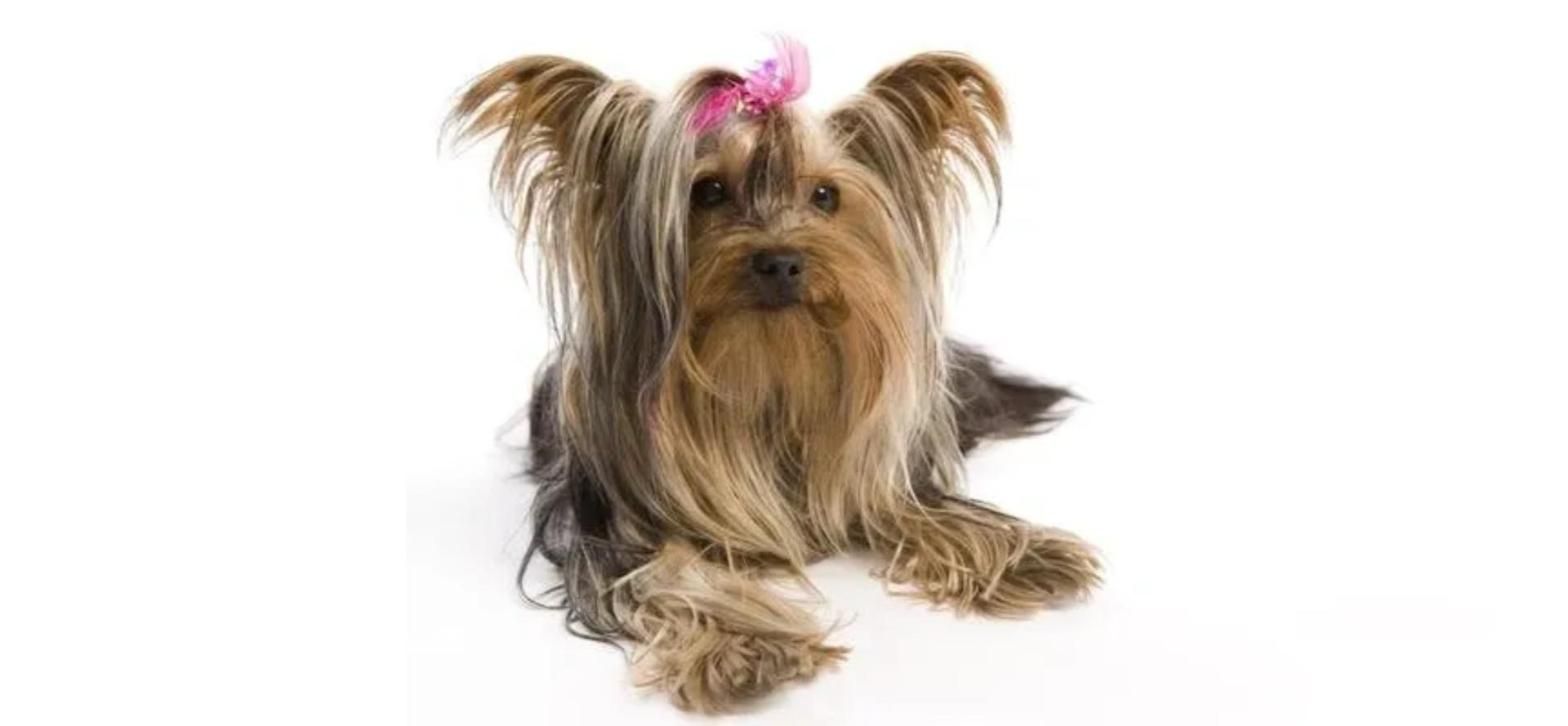 Wren Yorkie Rescue