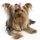 Wren Yorkie Rescue