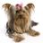 Wren Yorkie Rescue