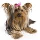 Wren Yorkie Rescue
