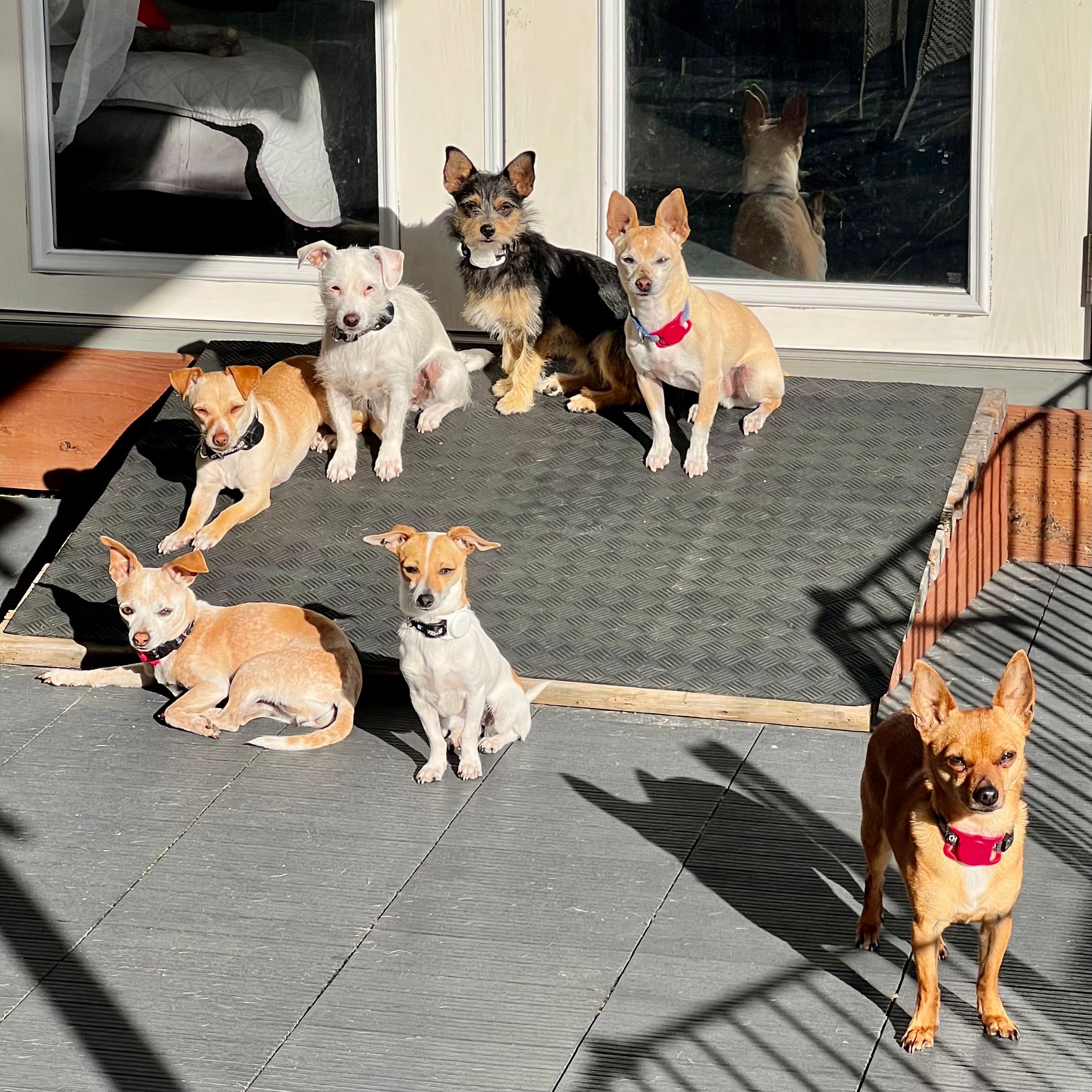 Underdog Animal Rescue